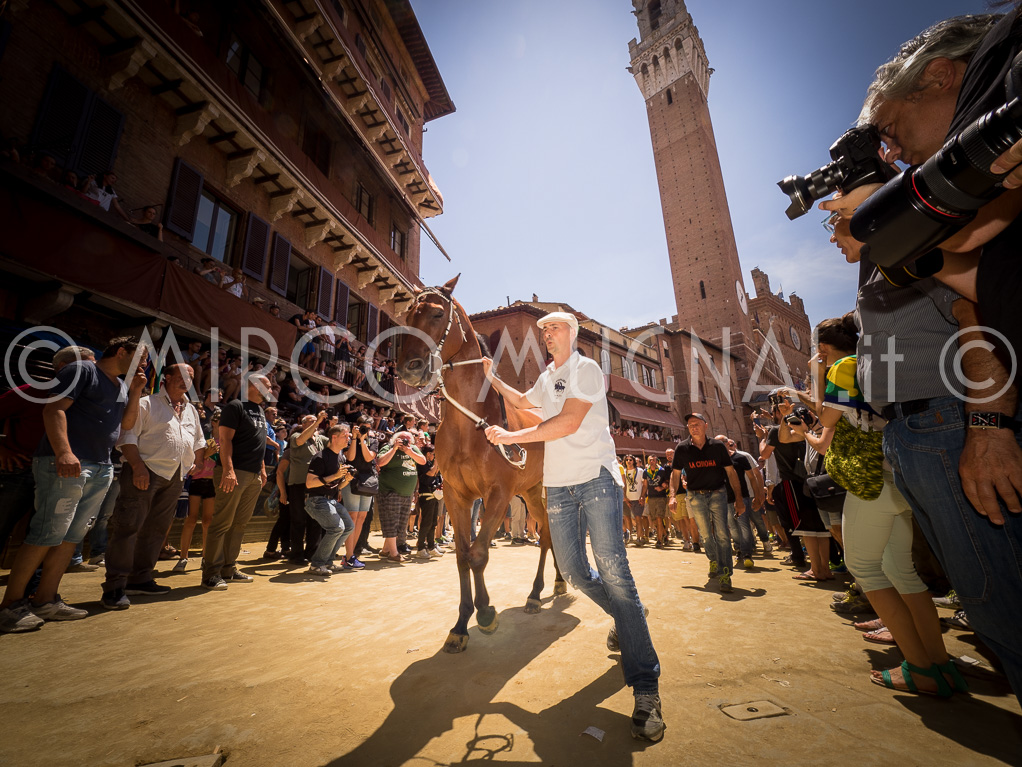 Palio siena 2016 assegnazione