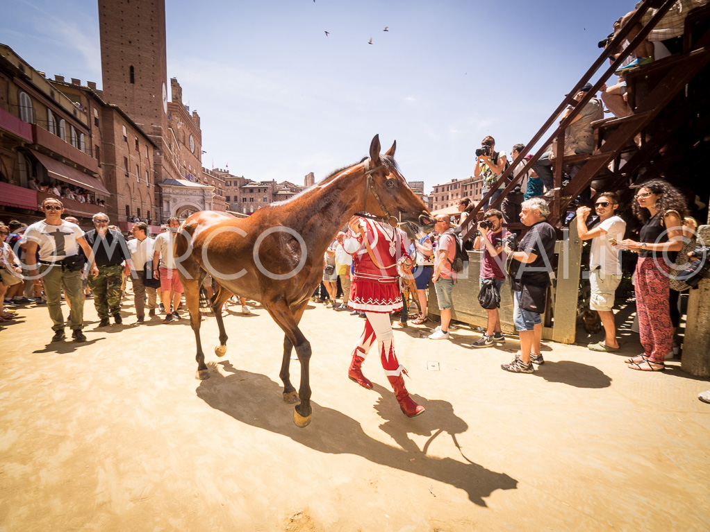 Palio siena 2016 assegnazione