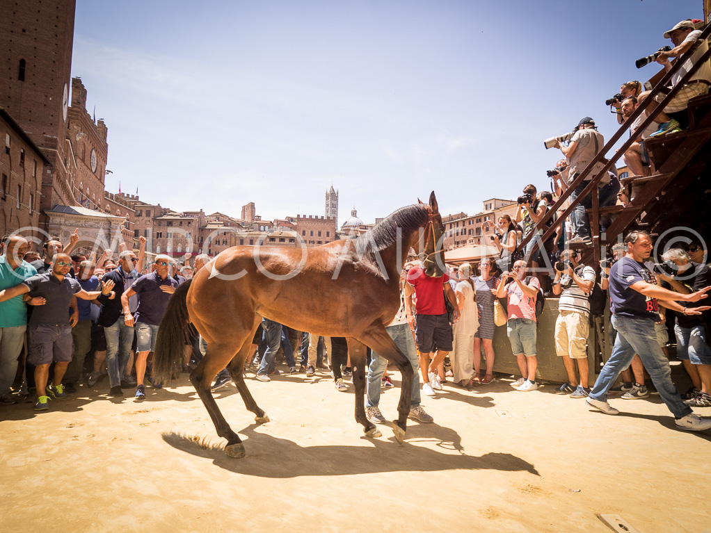Palio siena 2016 assegnazione