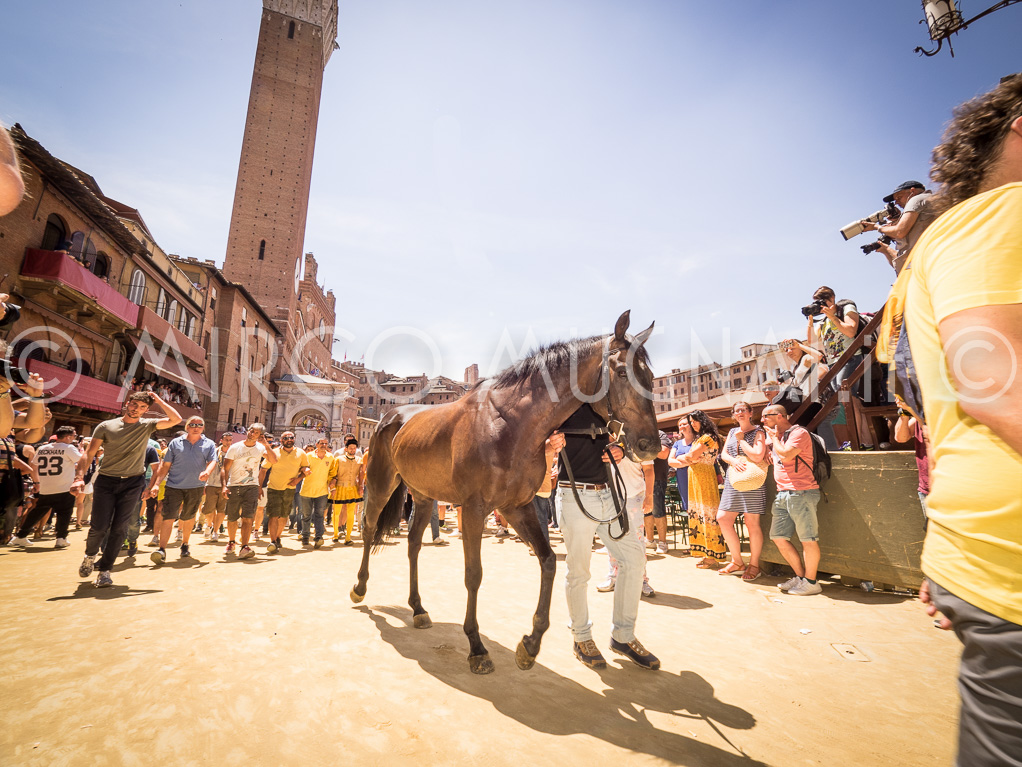 Palio siena 2016 assegnazione