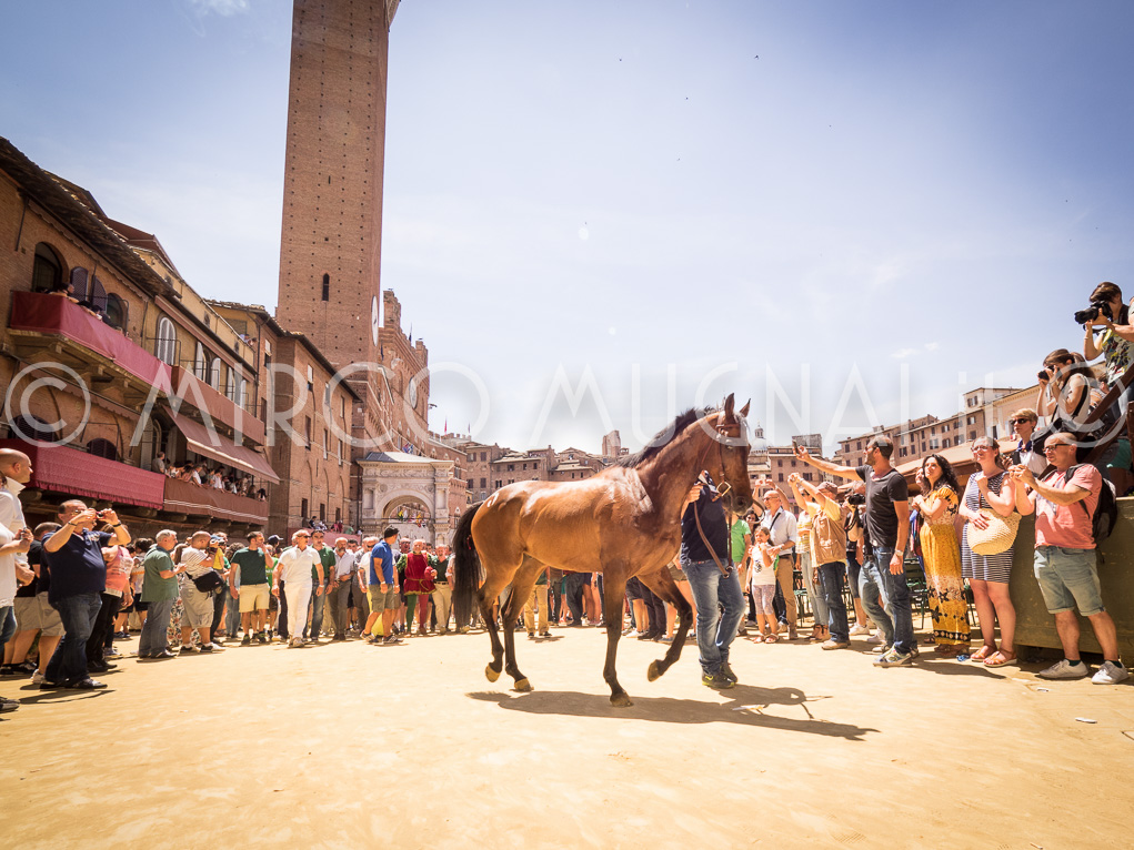 Palio siena 2016 assegnazione
