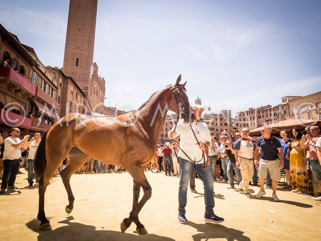 Palio siena 2016 assegnazione