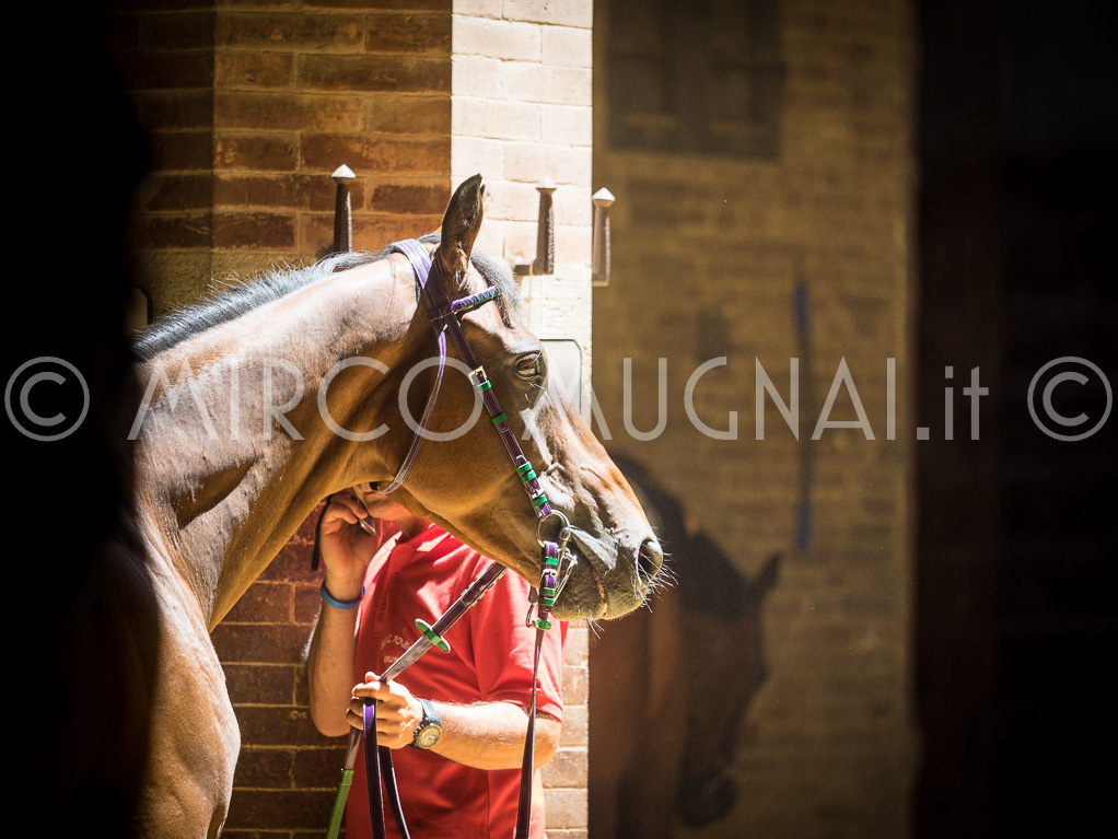 Palio siena 2016 assegnazione