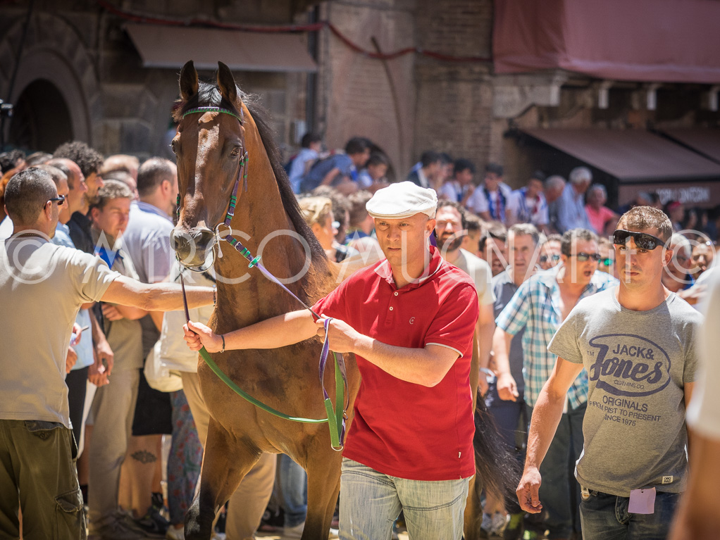 Palio siena 2016 assegnazione